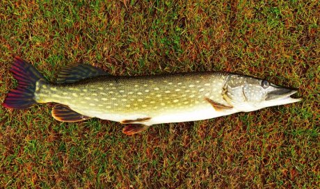 Pêche aux carnassiers au lac de Vassivière