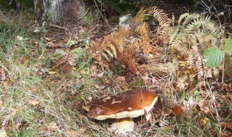 Cueillette de cèpes dans les bois de Vassivière