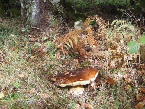 Cueillette de cèpes dans les bois de Vassivière