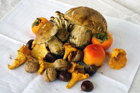 Girolles, Cèpes, Vélo, Randonnées en Creuse à Vassivière