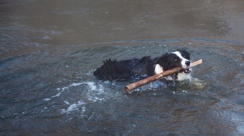 Location de vacance avec animaux acceptés au bord de l'eau du Lac de Vassivière