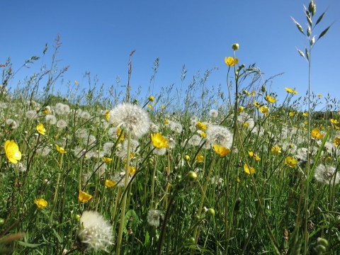 Soleil et printemps réchauffent les coeurs ... tout en restant chez nous... et vous chez vous