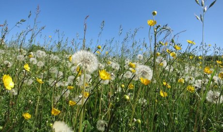 Soleil et printemps réchauffent les coeurs ... tout en restant chez nous... et vous chez vous